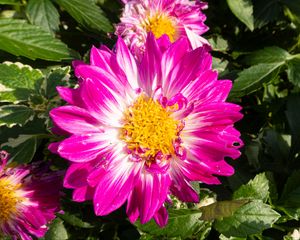 Превью обои цветы, лепестки, листья, растение, розовый