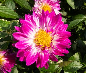 Превью обои цветы, лепестки, листья, растение, розовый