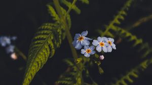 Превью обои цветы, лепестки, листья, растение, макро