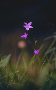 Превью обои цветы, лепестки, макро, размытие, фиолетовый