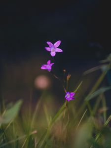 Превью обои цветы, лепестки, макро, размытие, фиолетовый