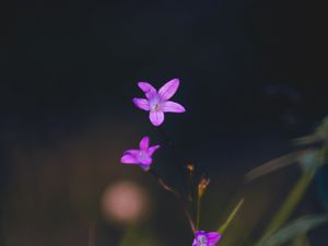 Превью обои цветы, лепестки, макро, размытие, фиолетовый