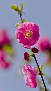 Превью обои цветы, лепестки, миндаль, цветение, весна