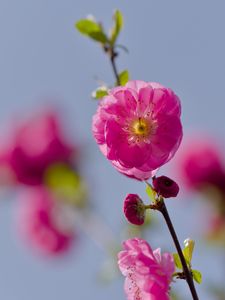 Превью обои цветы, лепестки, миндаль, цветение, весна