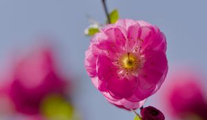 Превью обои цветы, лепестки, миндаль, цветение, весна