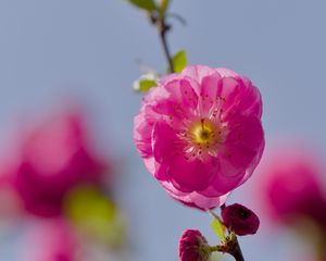 Превью обои цветы, лепестки, миндаль, цветение, весна