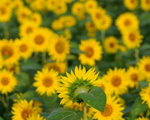 Превью обои цветы, лепестки, подсолнухи, размытие, желтый