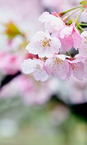 Превью обои цветы, лепестки, пыльца, розовый, весна