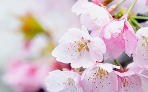 Превью обои цветы, лепестки, пыльца, розовый, весна
