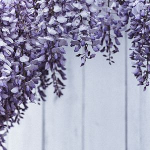 Превью обои цветы, лепестки, растение, фиолетовый