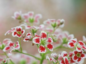 Превью обои цветы, лепестки, растение, красный, белый, макро