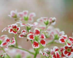 Превью обои цветы, лепестки, растение, красный, белый, макро
