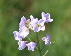 Превью обои цветы, лепестки, растения, лето