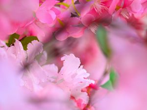 Превью обои цветы, лепестки, размытие, розовый фон