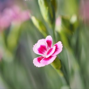 Превью обои цветы, лепестки, размытие, макро