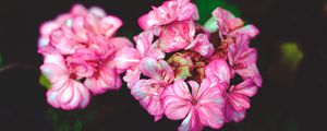 Превью обои цветы, лепестки, розовый