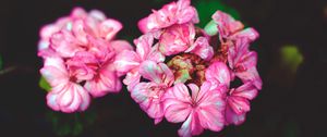 Превью обои цветы, лепестки, розовый