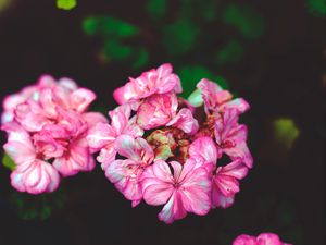Превью обои цветы, лепестки, розовый