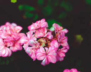 Превью обои цветы, лепестки, розовый