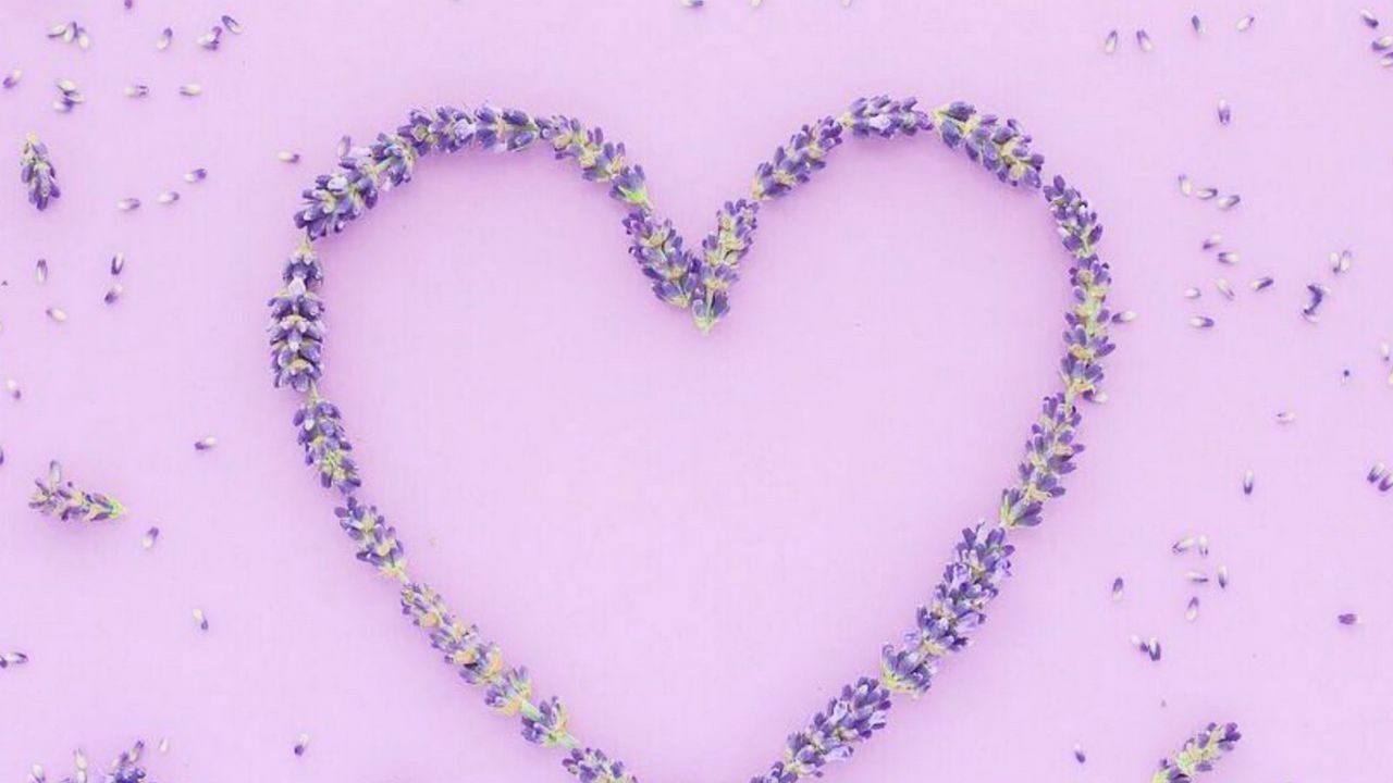 Обои цветы, лепестки, сердце, любовь, фиолетовый