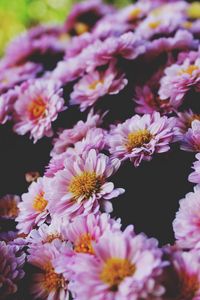 Превью обои цветы, лепестки, сиреневый