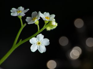 Превью обои цветы, лепестки, стебель, белый, боке, макро