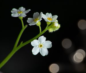 Превью обои цветы, лепестки, стебель, белый, боке, макро