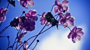 Превью обои цветы, лепестки, свет, небо