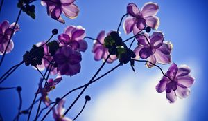Превью обои цветы, лепестки, свет, небо