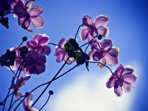 Превью обои цветы, лепестки, свет, небо