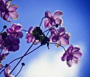 Превью обои цветы, лепестки, свет, небо