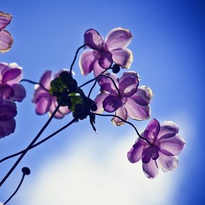 Превью обои цветы, лепестки, свет, небо