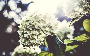 Превью обои цветы, лепестки, светлый, куст