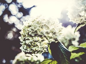 Превью обои цветы, лепестки, светлый, куст