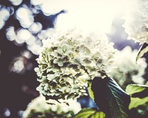 Превью обои цветы, лепестки, светлый, куст