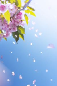 Превью обои цветы, лепестки, цветение, весна
