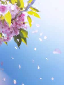 Превью обои цветы, лепестки, цветение, весна