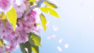Превью обои цветы, лепестки, цветение, весна