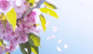 Превью обои цветы, лепестки, цветение, весна