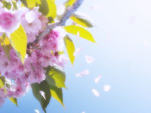Превью обои цветы, лепестки, цветение, весна