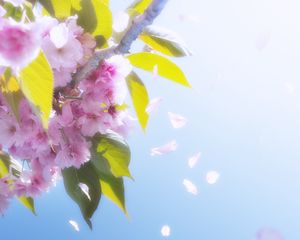 Превью обои цветы, лепестки, цветение, весна