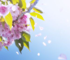Превью обои цветы, лепестки, цветение, весна