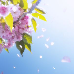 Превью обои цветы, лепестки, цветение, весна