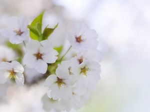 Превью обои цветы, лепестки, цветение, весна, белый, размытие