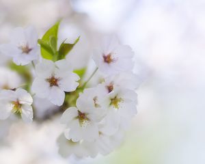 Превью обои цветы, лепестки, цветение, весна, белый, размытие