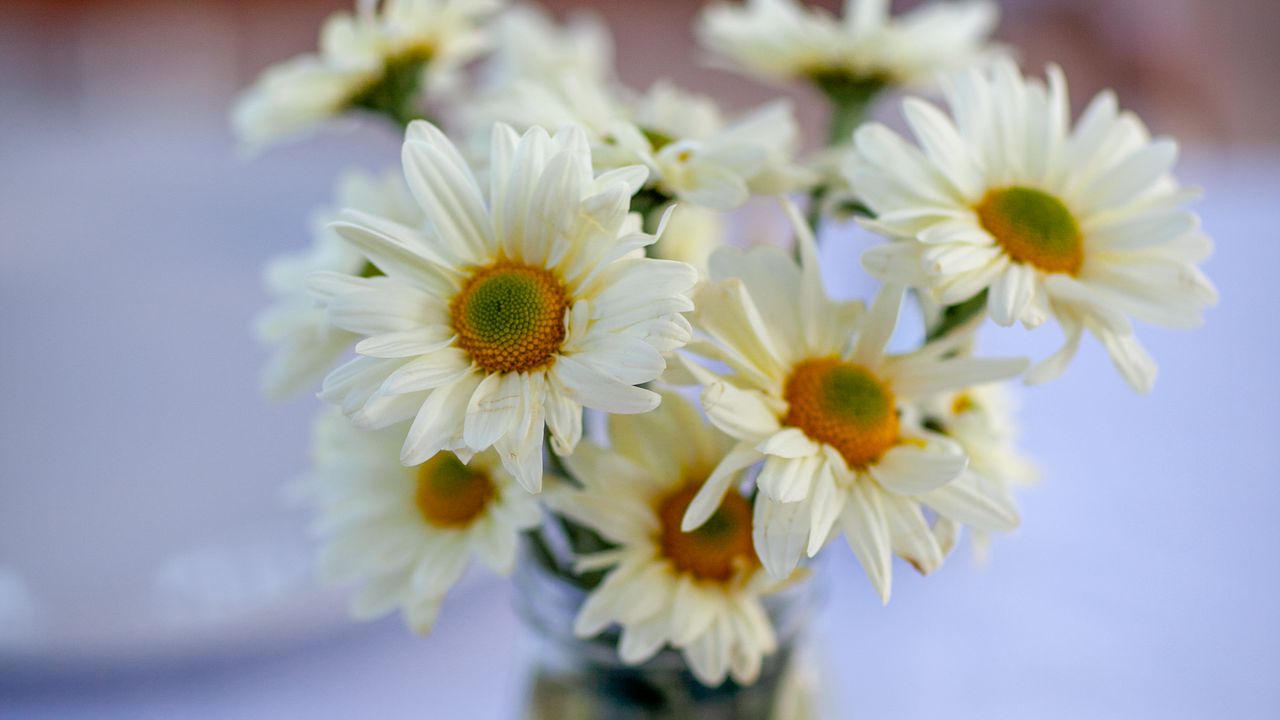 Обои цветы, лепестки, ваза, белый