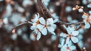 Превью обои цветы, лепестки, ветка, цветение