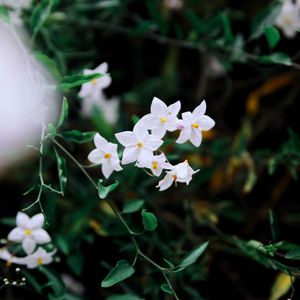 Превью обои цветы, лепестки, ветки, белый