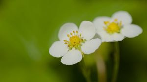 Превью обои цветы, лепестки, земляника, макро