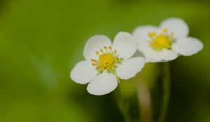 Превью обои цветы, лепестки, земляника, макро